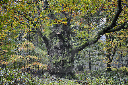 Knorrige Hude-Buche im Emsland