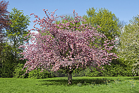 Blühende Zierkirsche