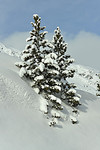 Winterlandschaft mit Kiefern