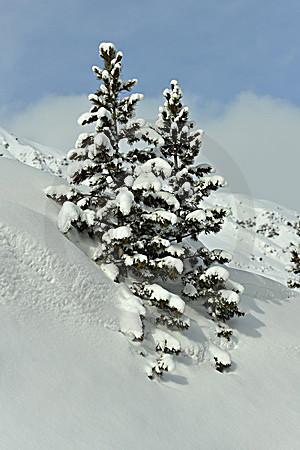 Winterlandschaft mit Kiefern