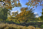 Hude-Eichen im Borkener Paradies