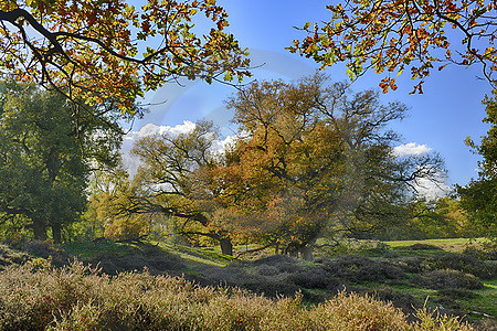 Hude-Eichen im Borkener Paradies