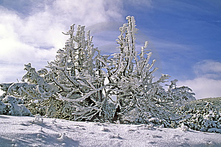 Krüppelkiefern im Schneekleid