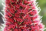 Roter Natternkopf