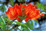Afrikanischer Tulpenbaum