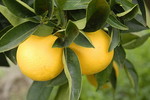 Orangen