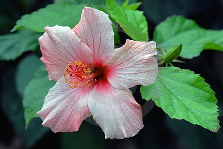 Roseneibisch