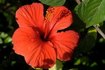 Hibiscus
