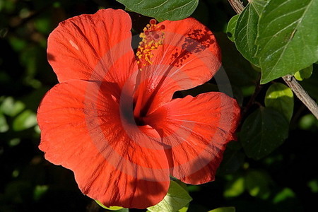 Hibiscus