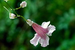 Prachtschlundige Bignoni
