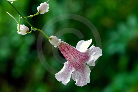 Prachtschlundige Bignoni