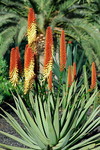 Wilde Aloe