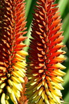 Wilde Aloe