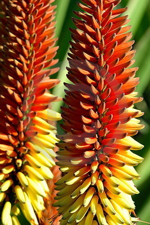 Wilde Aloe