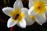 Frangipani