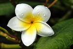 Frangipani