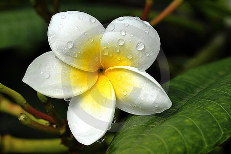 Frangipani