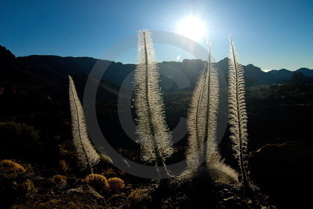 Nationalpark Teide