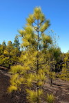 Montañas Negras