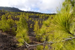 Montañas Negras