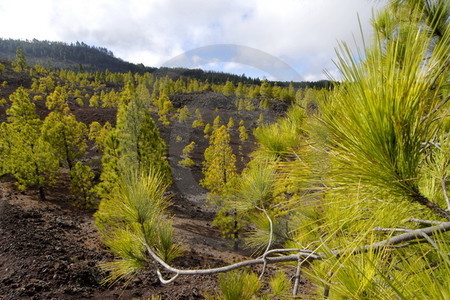 Montañas Negras