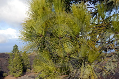 Montañas Negras