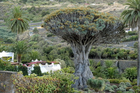 Drachenbaum