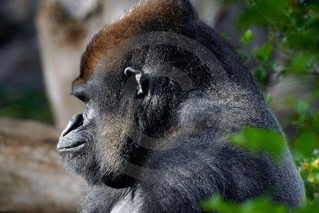 Loro Parque