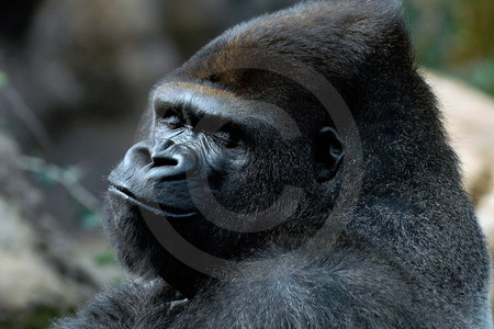 Loro Parque