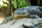 Alligator