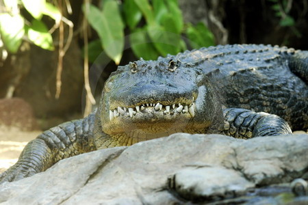 Alligator