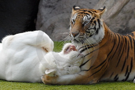 Loro Parque