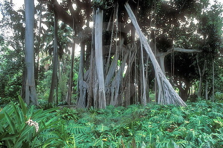 Jardin Botanico