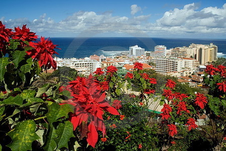 Puerto de la Cruz