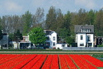 Tulpenfeld
