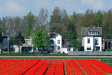 Tulpenfeld