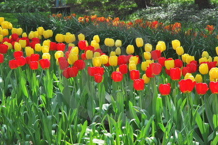 Keukenhof