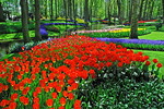 Keukenhof