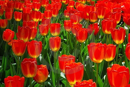 Keukenhof