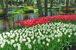 Keukenhof