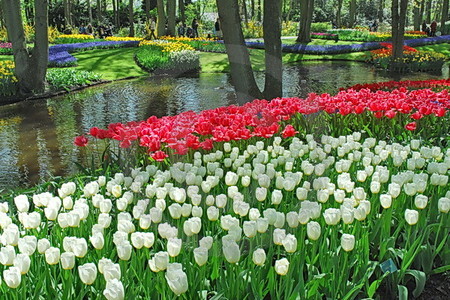 Keukenhof