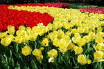 Keukenhof