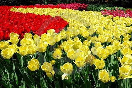 Keukenhof