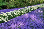 Keukenhof