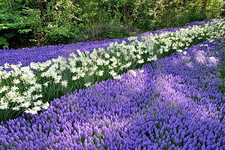 Keukenhof