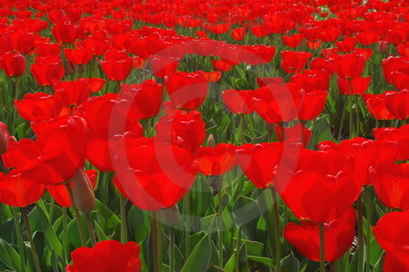 Tulpen rot