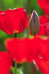 Rote Tulpen