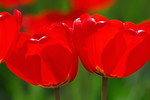 Rote Tulpen