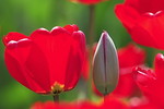 Rote Tulpen