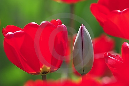 Rote Tulpen